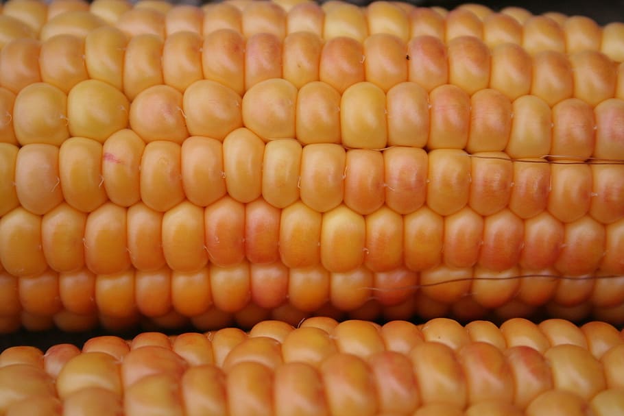 corn on the cob, gold, orange, yellow, nature, vegetable mais HD wallpaper