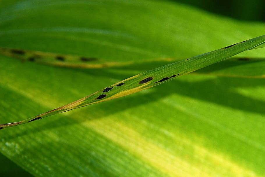 Grass, Leaf, Flora, Macro, green, floral, nature, green color HD wallpaper