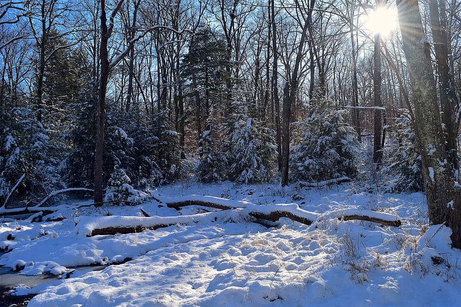 winter, snow, forest, trees, nature, cold, frost, landscape HD wallpaper