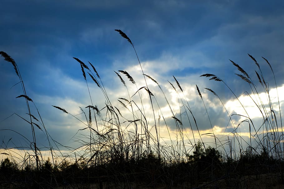 sky, clouds, field, silhouette, daylight, grass, grassland, plant HD wallpaper