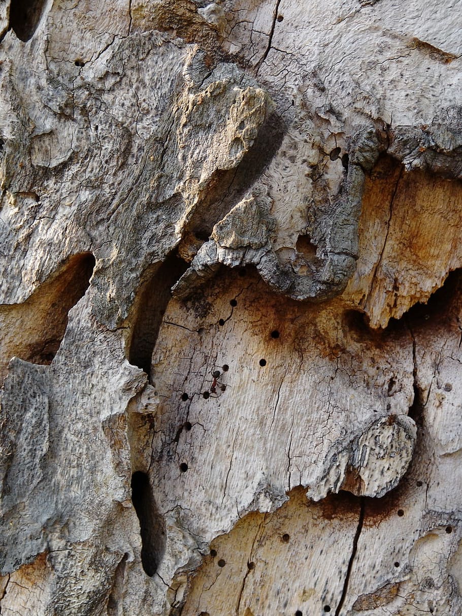 tree bark, structure, close, rau, cracked, wormy, old, brown HD wallpaper