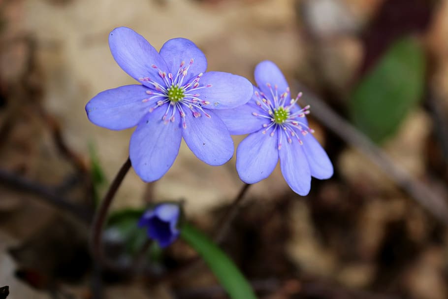 flowers, spring, plant, stem, violet, nature, purple, petal HD wallpaper