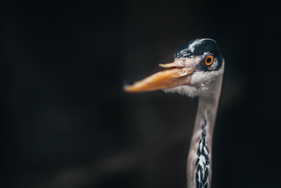 close-up photo of black and brown bird, beak, feather, animal HD wallpaper