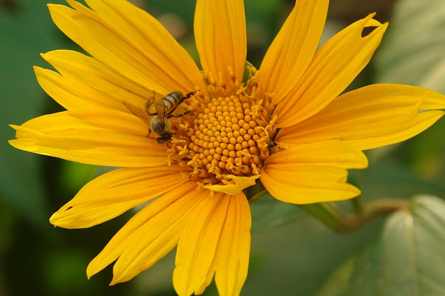 Bee, Nectar, Sunflower, Nature, plant, sting, yellow, blossom HD wallpaper
