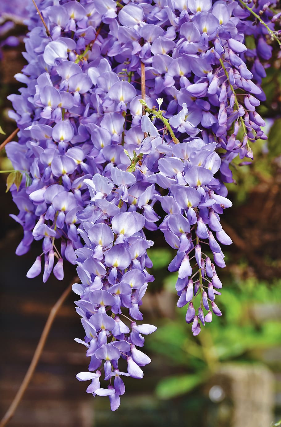 blue rain, flower, violet, wisteria, plant, blossom, bloom, HD wallpaper