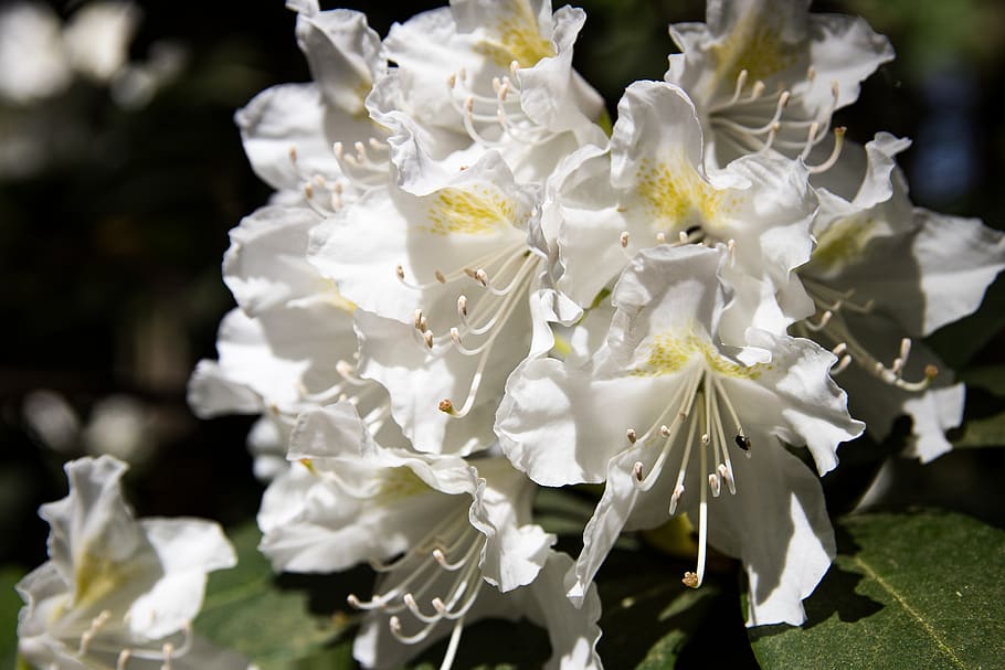 HD wallpaper: rhododendron, blossom, bloom, white, bush, white color