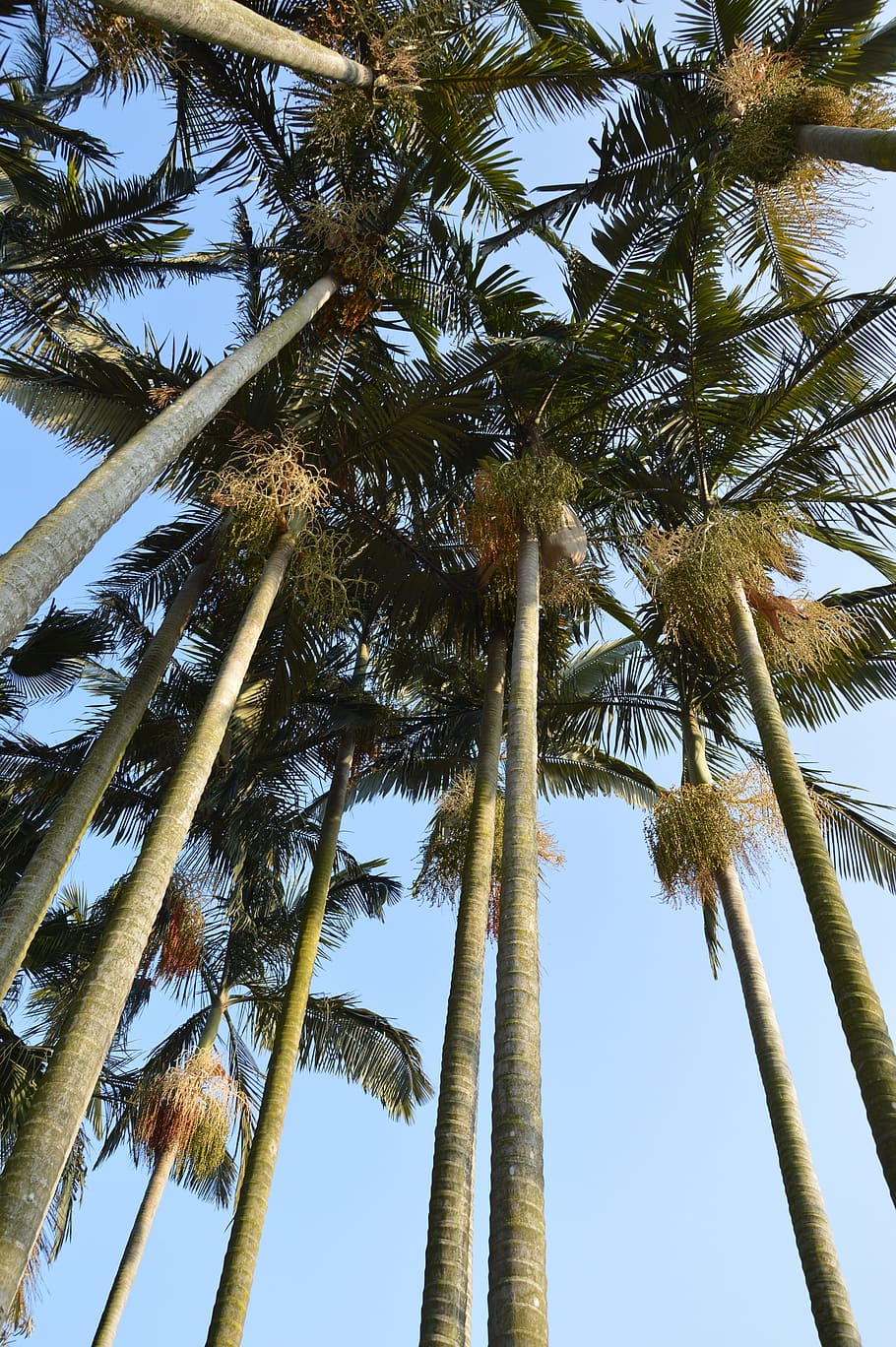 palm, tree, tall, leaves, sky, tropical, palm tree, tropical climate HD wallpaper