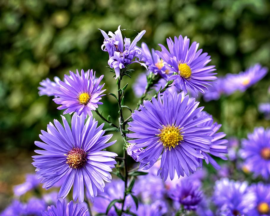 herbstastern, aster dumosus, asters, composites, flower, blossom HD wallpaper