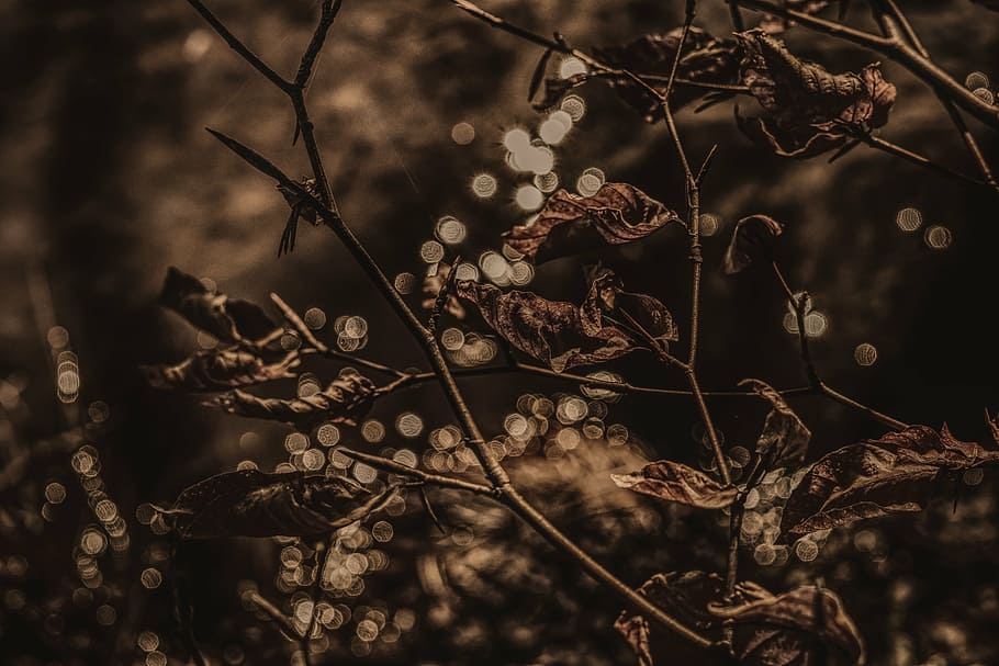 selective focus photography of brown leafed plant, leaves, reflections HD wallpaper