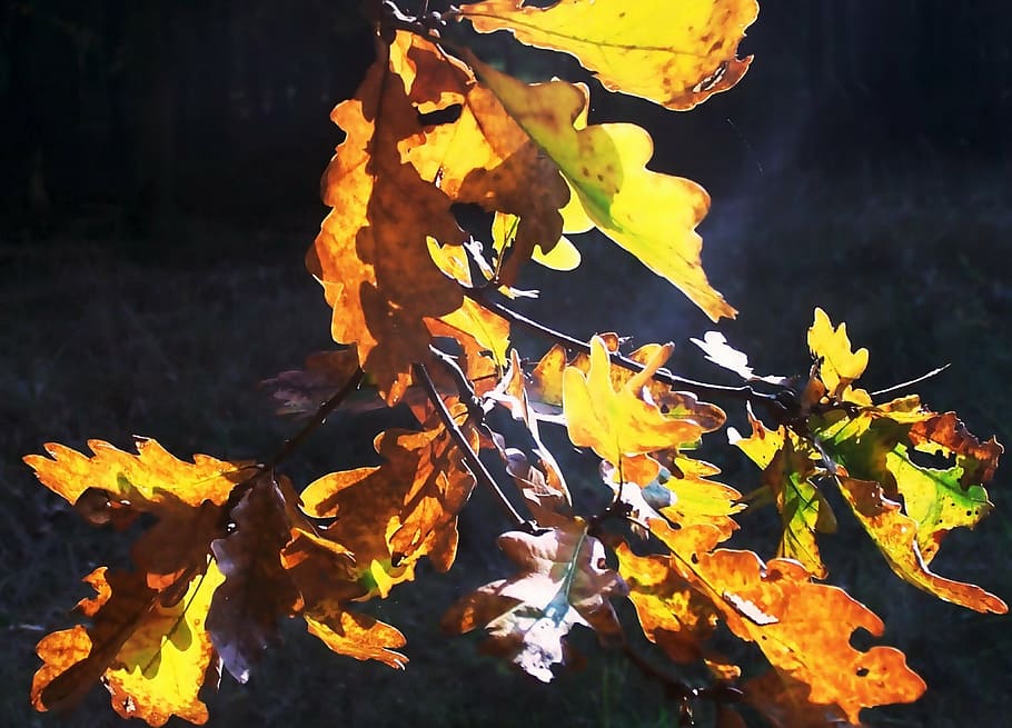 fall foliage, back light, mark brandenburg, leaf, change, autumn HD wallpaper