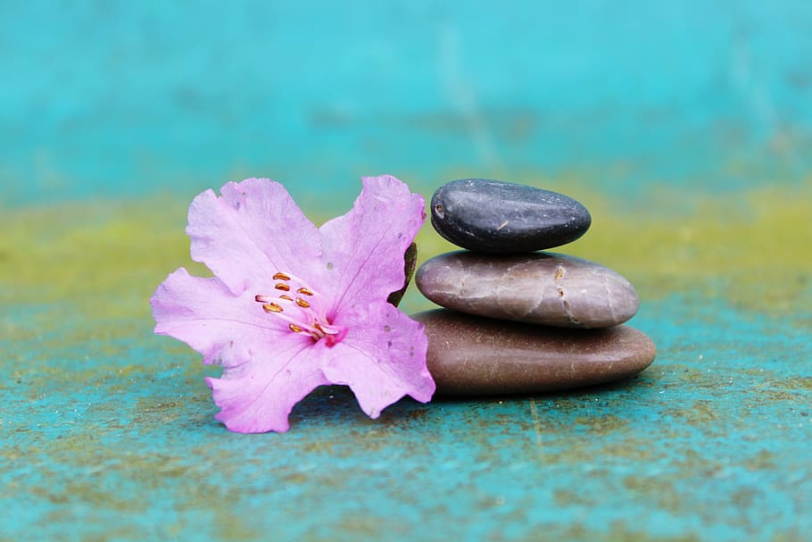 pink petaled flower near pebble monolith, azalea, stone pile HD wallpaper