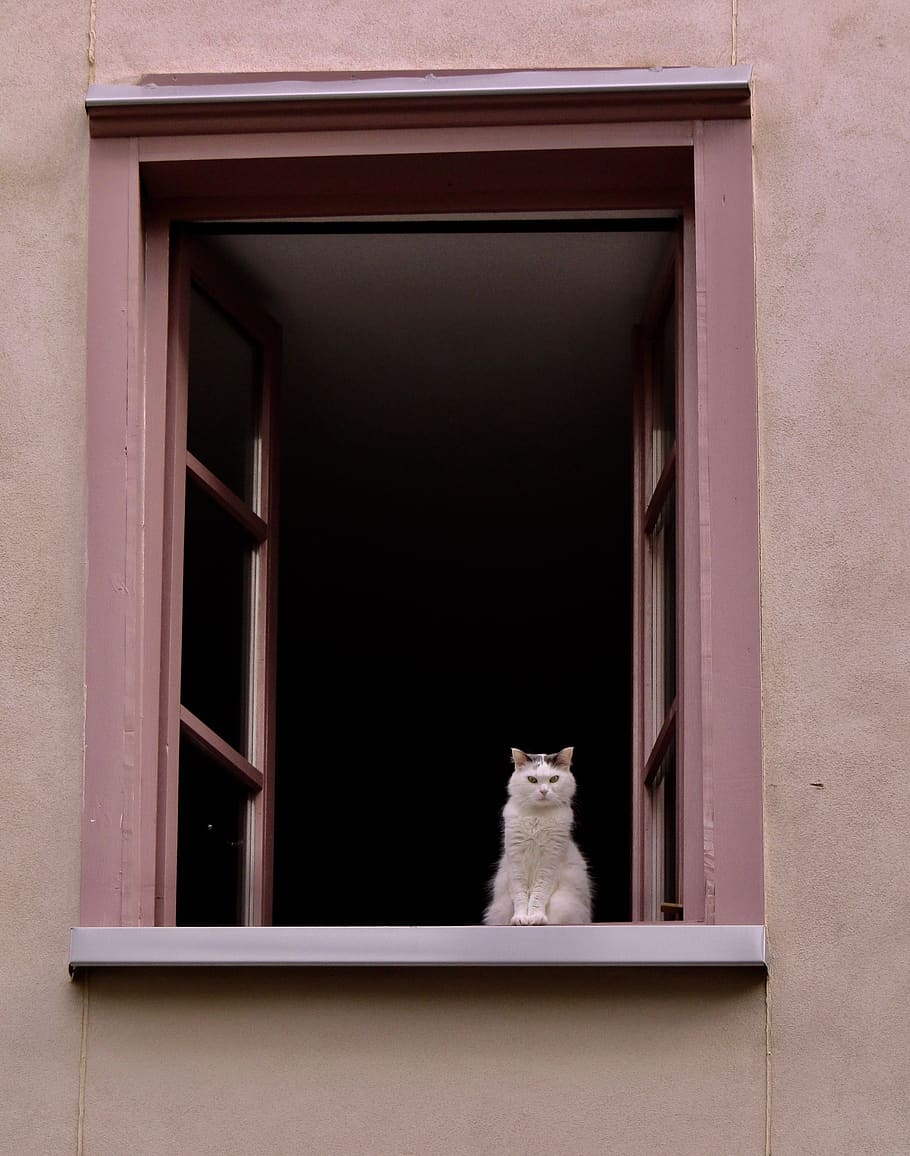 cat, window, pink, curious, white, domestic animals, pets, one animal HD wallpaper