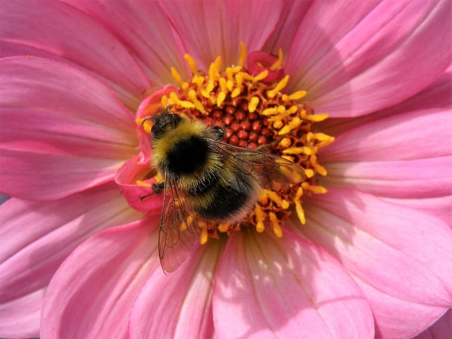 flower, insect, bee, flowering plant, petal, pink color, freshness HD wallpaper