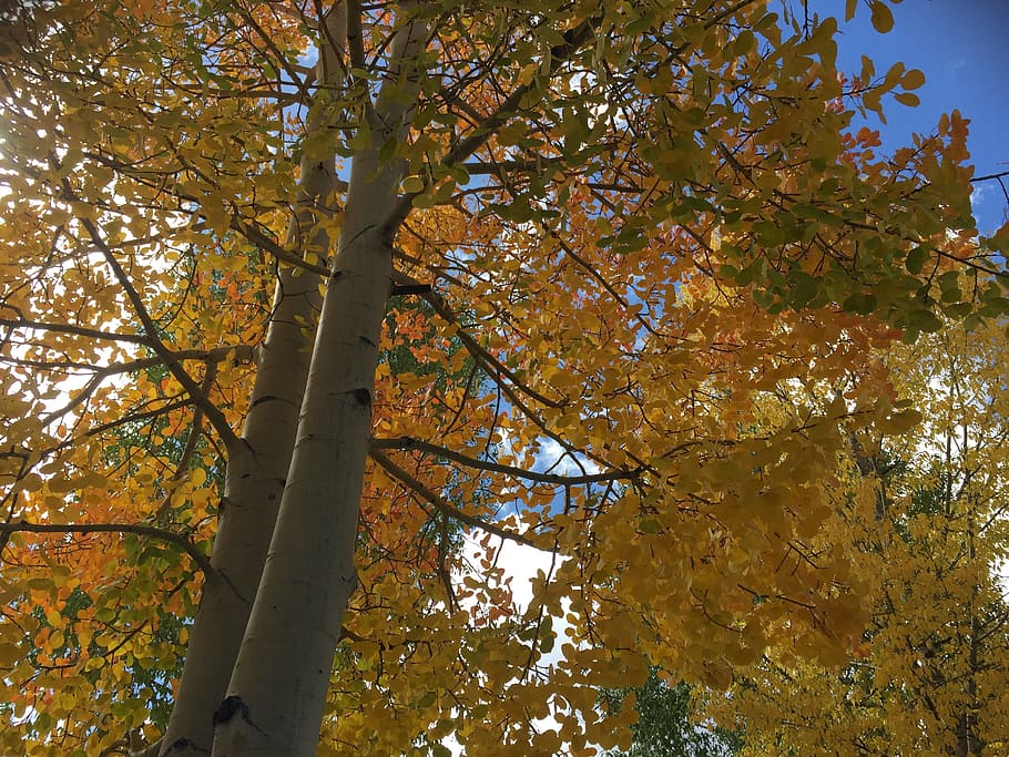 fall, trees, colorado, autumn, plant, change, low angle view HD wallpaper