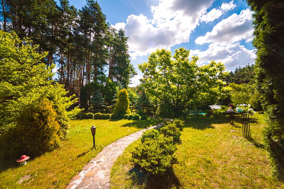 tree, nature, park, landscape, plant, growth, beauty in nature HD wallpaper