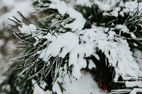 Close-ups of snowy trees, closeup, leaves, pine, twig, branch HD wallpaper
