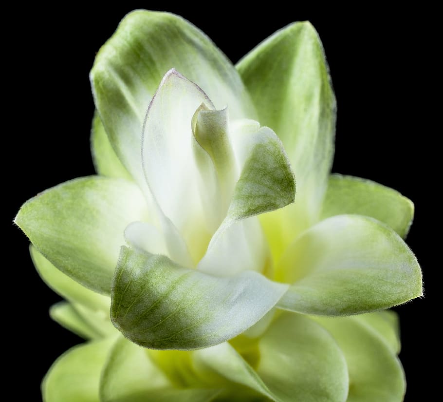 flower, blossom, bloom, white, green, close, petals, freshness HD wallpaper