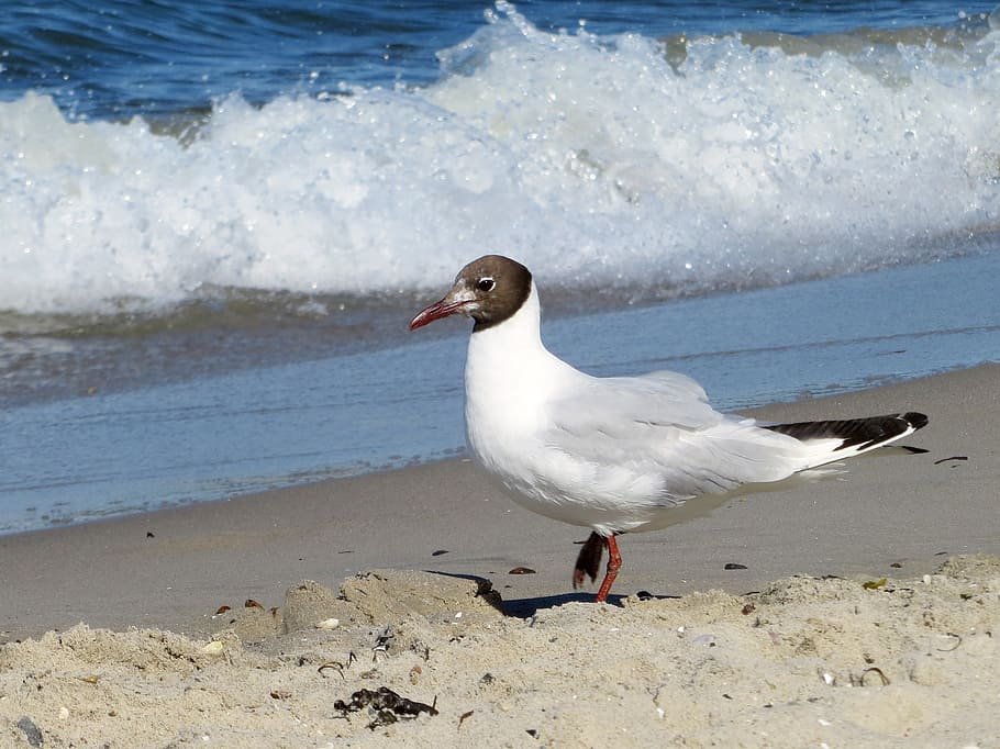 seagull, elegant, bird, beach, bank, water, coast, baltic sea HD wallpaper