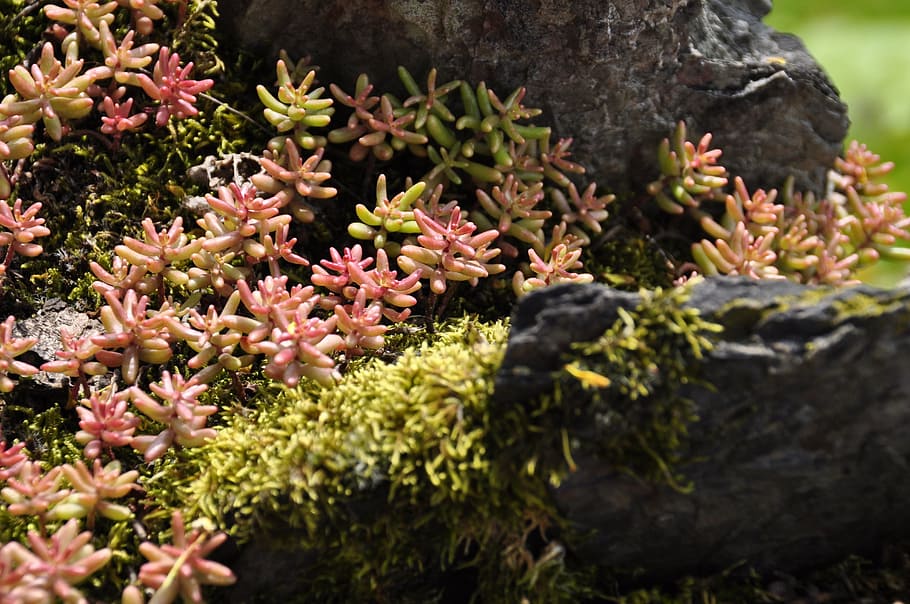 Flower, Rock, Forest, Nature, summer, plant, moss, green Color HD wallpaper