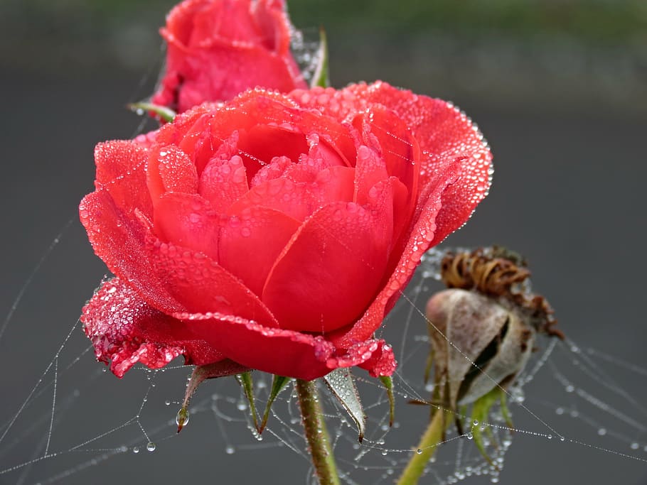 rose, red, autumn, dew, spider webs, red rose, flower, blossom HD wallpaper
