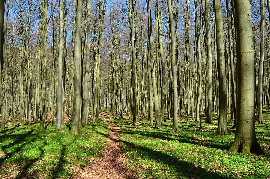forest, forest path, coastal forest, trees, green, spring, rügen HD wallpaper