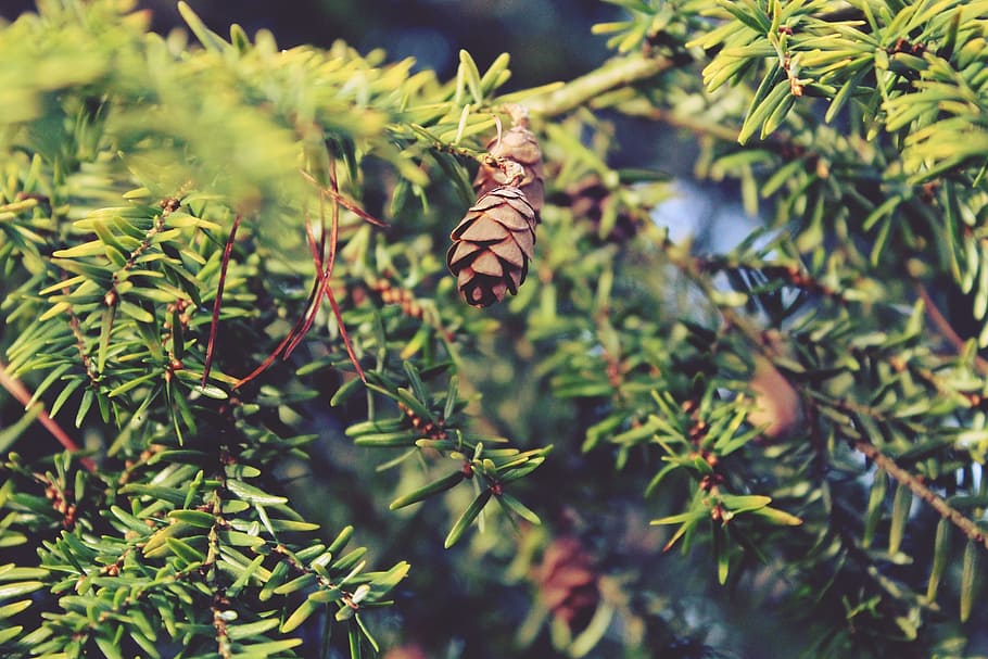 branches, tap, nature, conifer, forest, tree, green, close HD wallpaper