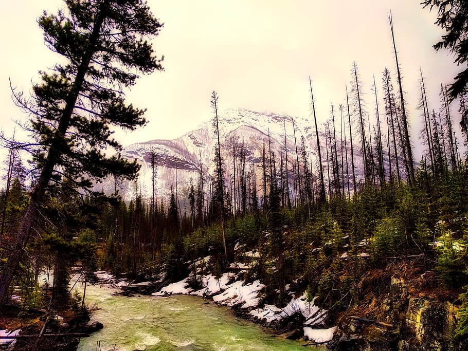 canada, landscape, stream, river, forest, trees, woods, sky HD wallpaper