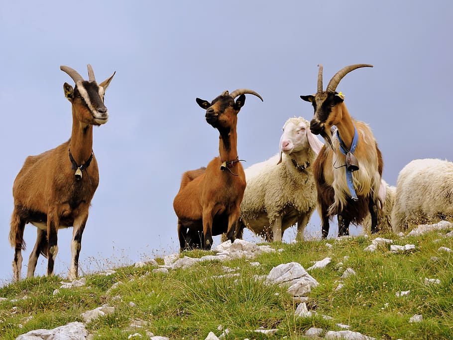 capra, sheep, flock, grass, mountain, green, prato, animal HD wallpaper