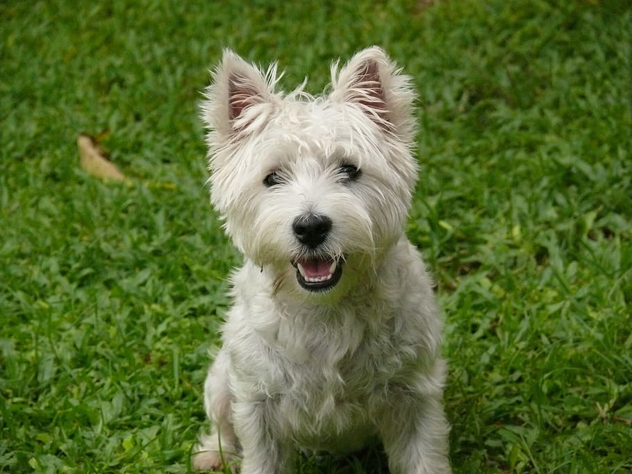 white short coated puppy on green grass lawn, dog, west highland terrier, HD wallpaper