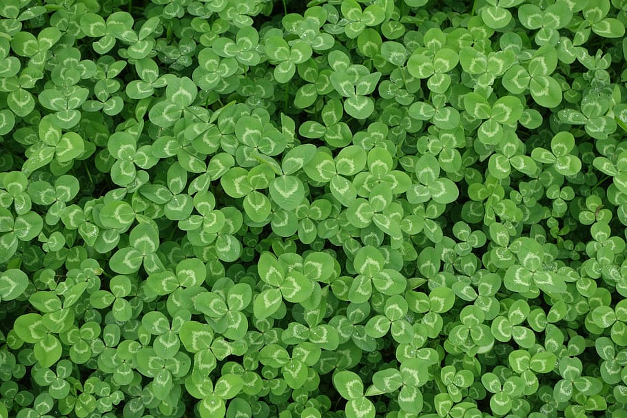 green leaf flowers, green leafed plant field, spring, clover HD wallpaper