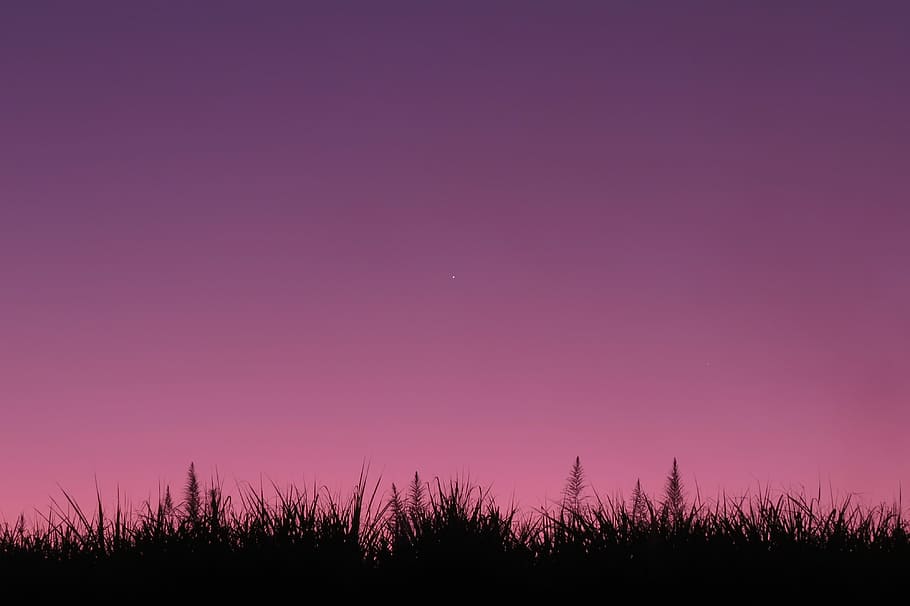 silhouette of grass under purple sky, black leafed plant under purple sky HD wallpaper