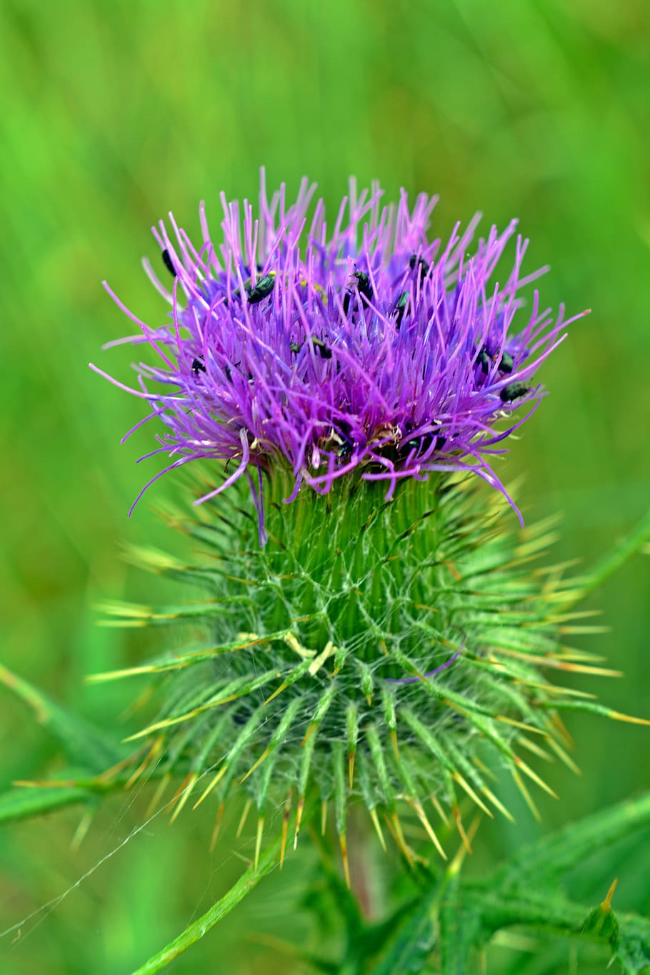 thistle, thistle flower, close, beetle, insect, plant, growth HD wallpaper