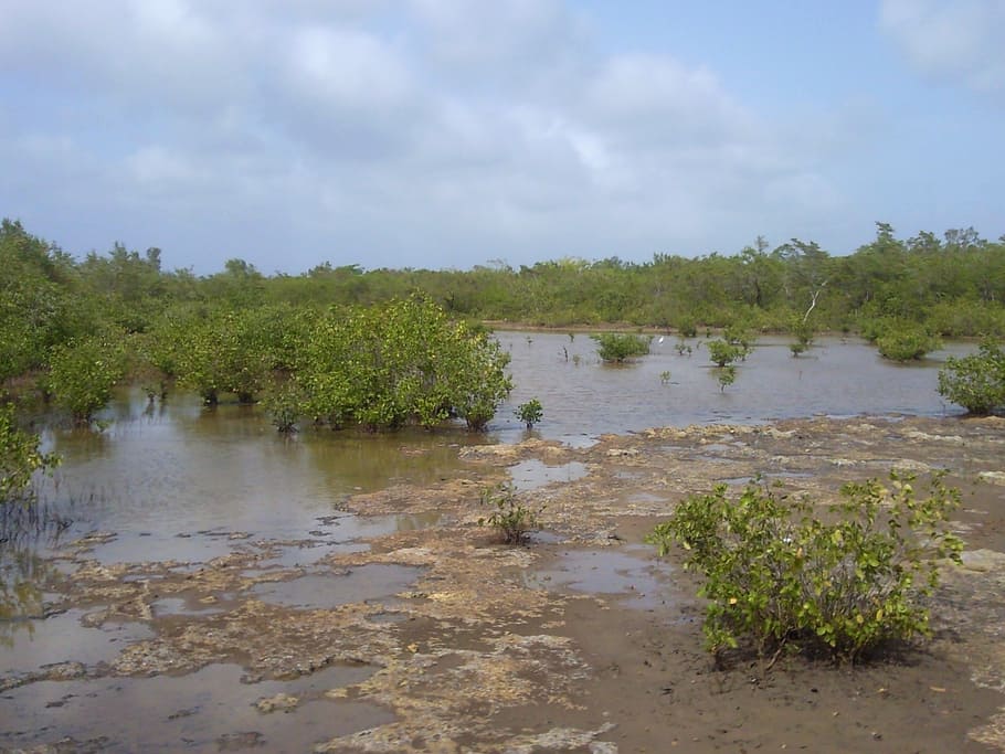 mangrove, nature, marsh, water, plant, sky, tree, tranquility HD wallpaper