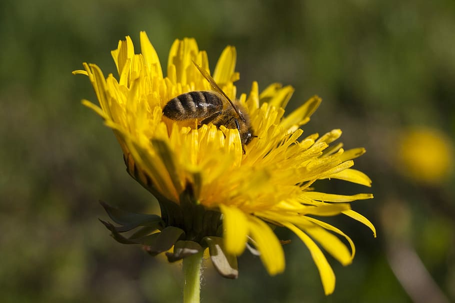 Flower, Bee, Pollen, Blossom, Bloom, yellow flower, dandelion HD wallpaper