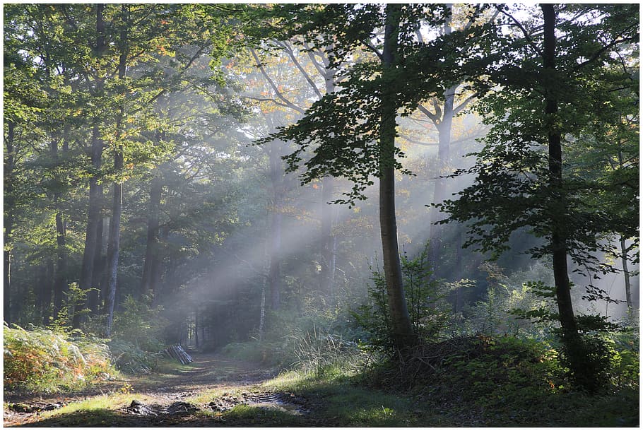 green leaf trees during daytime, sun's rays, morning, light HD wallpaper
