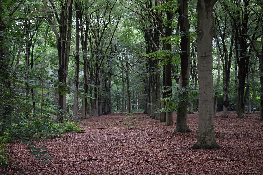 forest, trees, nature, green, branches, plant, land, tranquility HD wallpaper