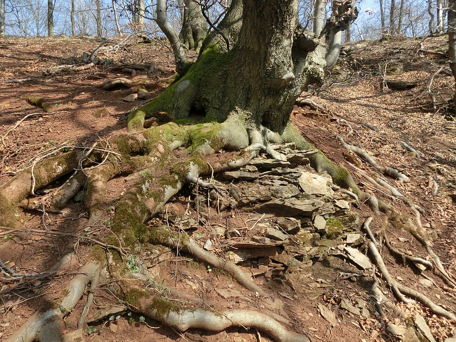 forest, mountains, moss, schaumburg, weser uplands, landscape HD wallpaper