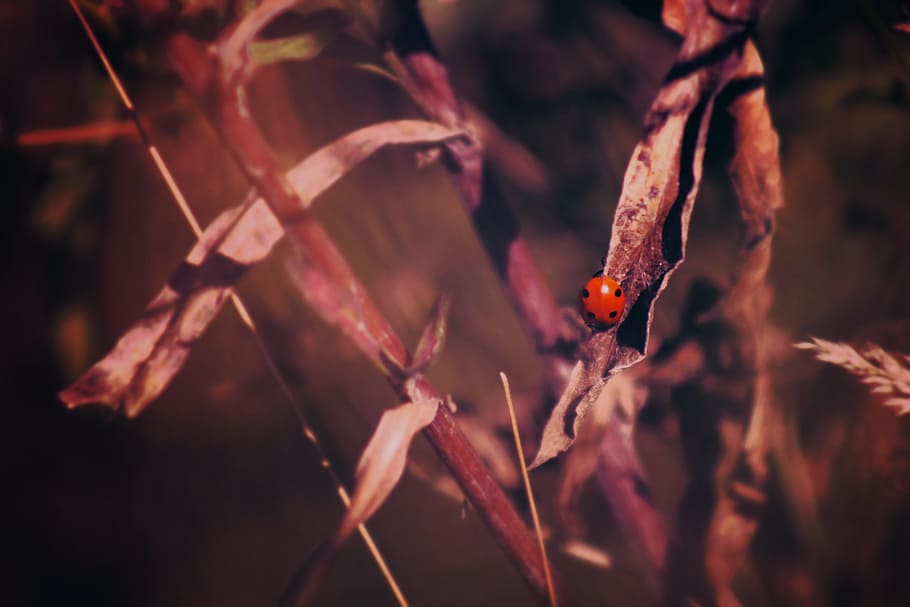 plant, blur, red, beetle, bug, close-up, animal, animal wildlife HD wallpaper