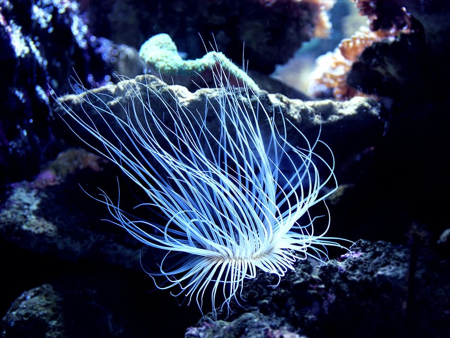 coral, harbour, marine, underwater, sea, animals in the wild HD wallpaper