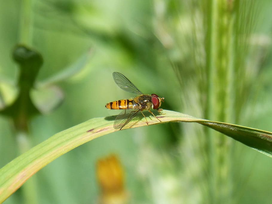 hoverfly, false bee, insect, nature, outdoors, leaf, invertebrate HD wallpaper