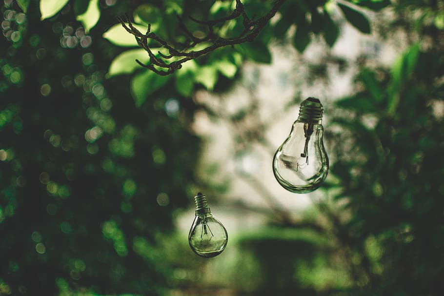 close-up photography of LED bulb hanging on green leaf tree HD wallpaper