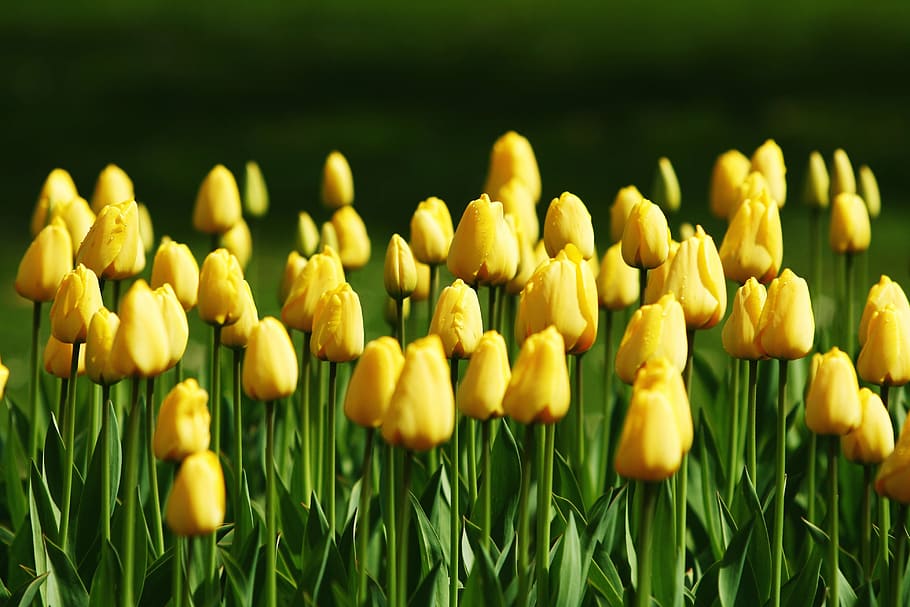 tulips, yellow, grass, green, flowers, spring, blossom, bloom HD wallpaper