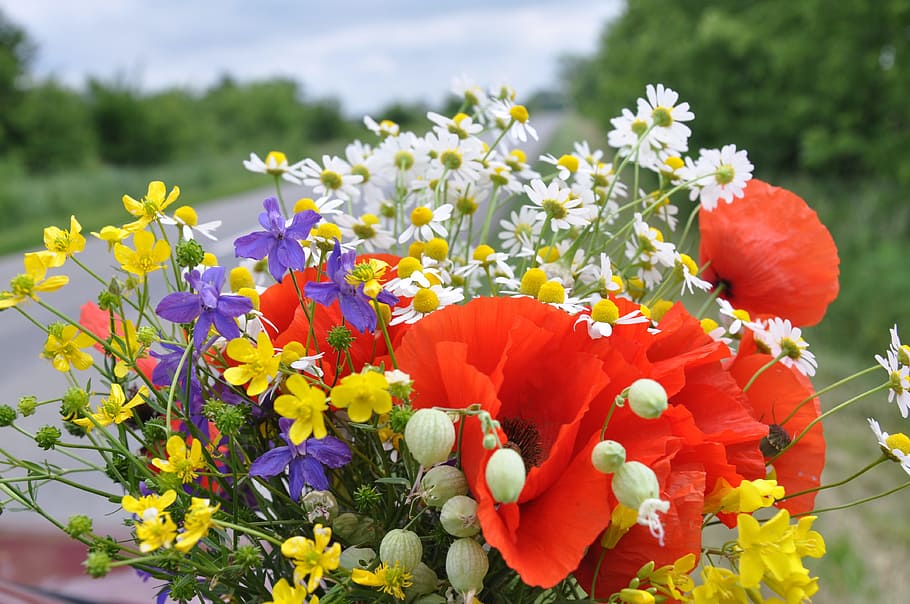 Hd Wallpaper Red Poppies Purple Irises And White Chamomiles Bouquet Wild Flowers Wallpaper Flare