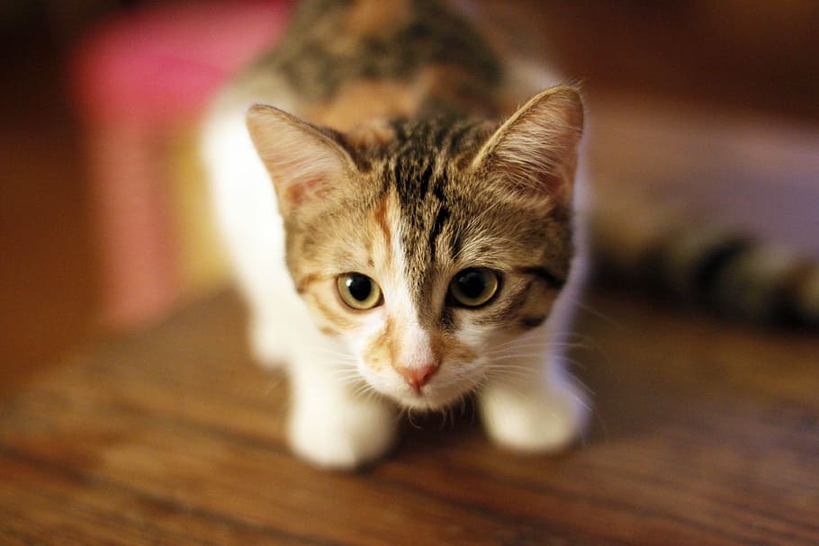 kitten, cat, animals, pet, feline, cute, mammal, pets, domestic HD wallpaper