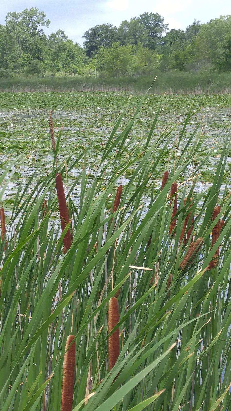 cattails, swamp, marsh, nature, reed, plant, wetland, landscape HD wallpaper