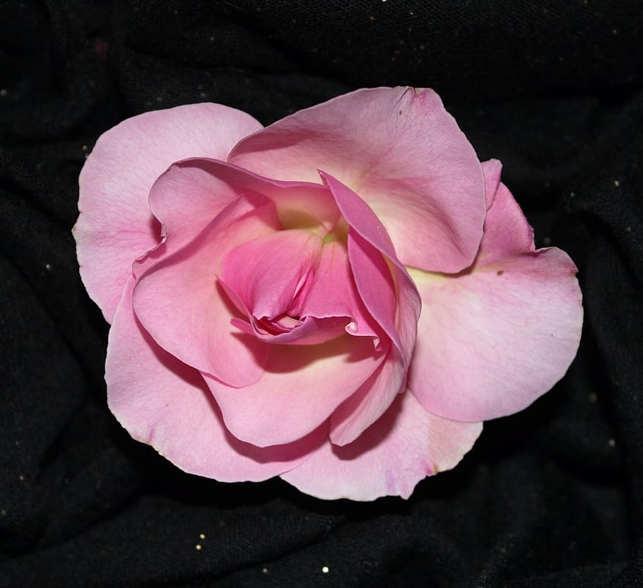 sant jordi, rosa, pink background, rose on black, flower, nature, HD wallpaper
