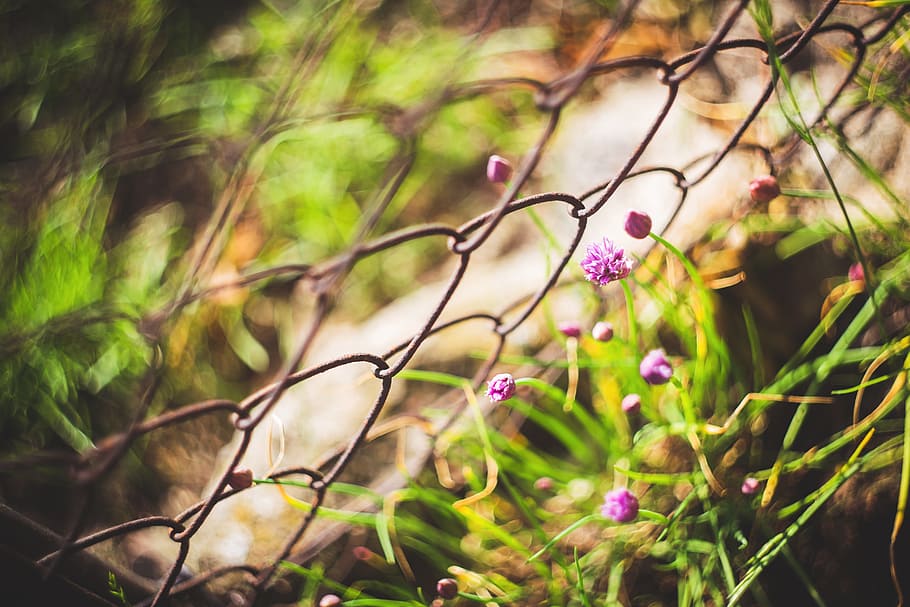 flower, flowers, plant, plants, flora, floral, green, purple HD wallpaper