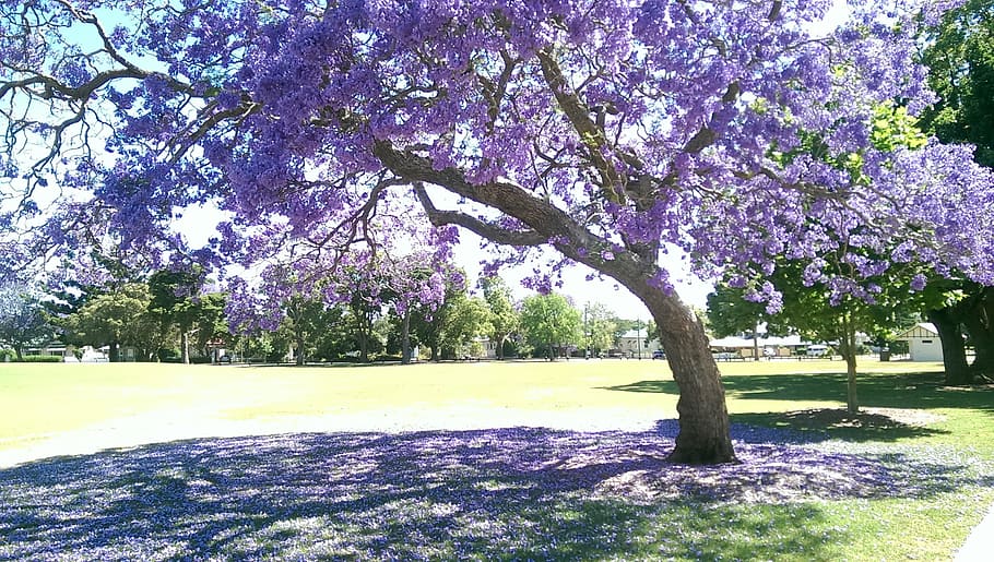purple cherry blossom, tree, leaves, nature, flower, no people HD wallpaper