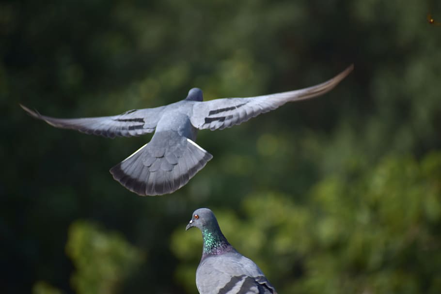 Archangel Pigeon