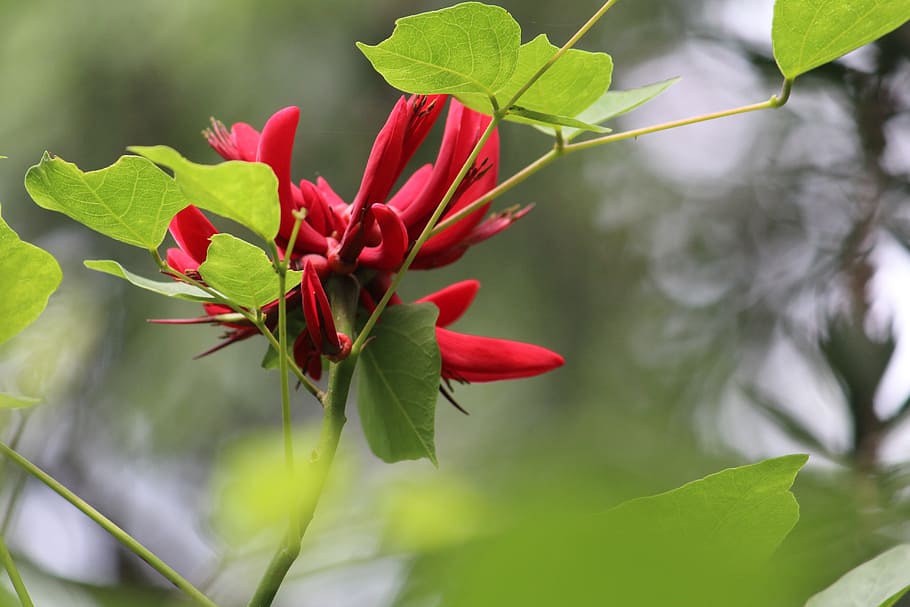 flower, green, nature, spring, blossom, fresh, natural, color HD wallpaper
